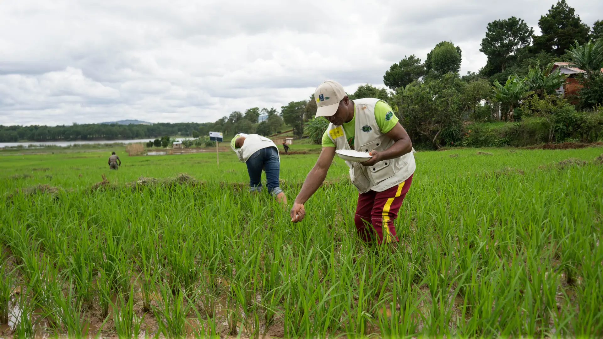 Fertilizer in Madagascar