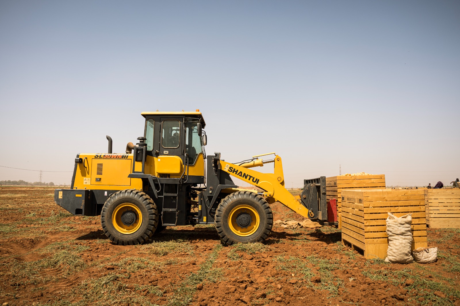 Against the Odds: Sudanese Farmers Reap the Benefits of Timely Support